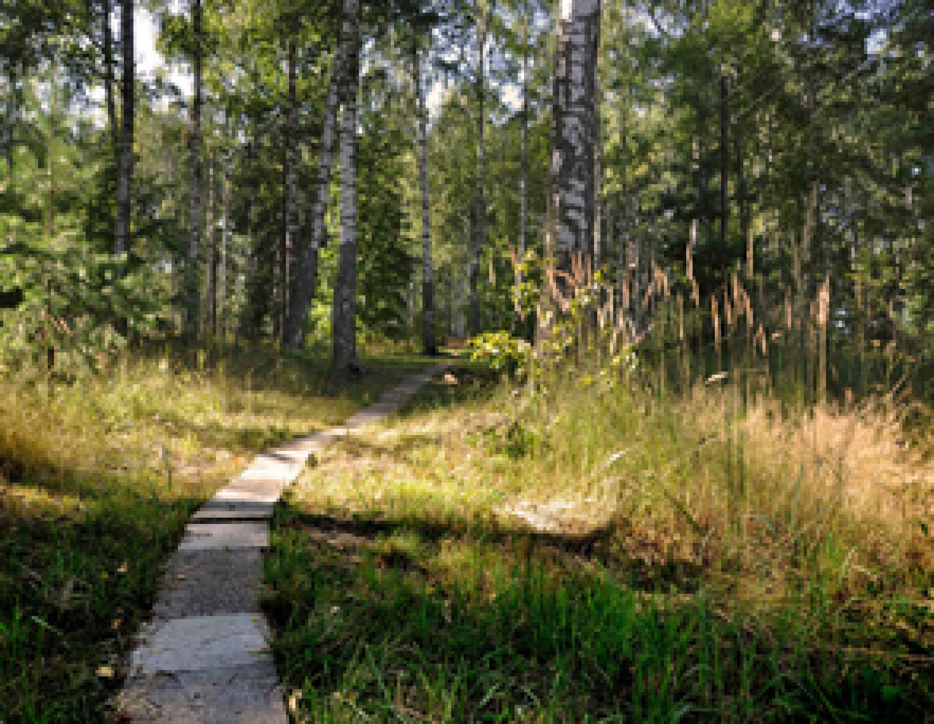 Фото Ясная Поляна