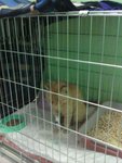 Sobach'e serdce (mikrorayon Nikolayevka, 2-ya Ogorodnaya ulitsa, 24), clínica veterinaria