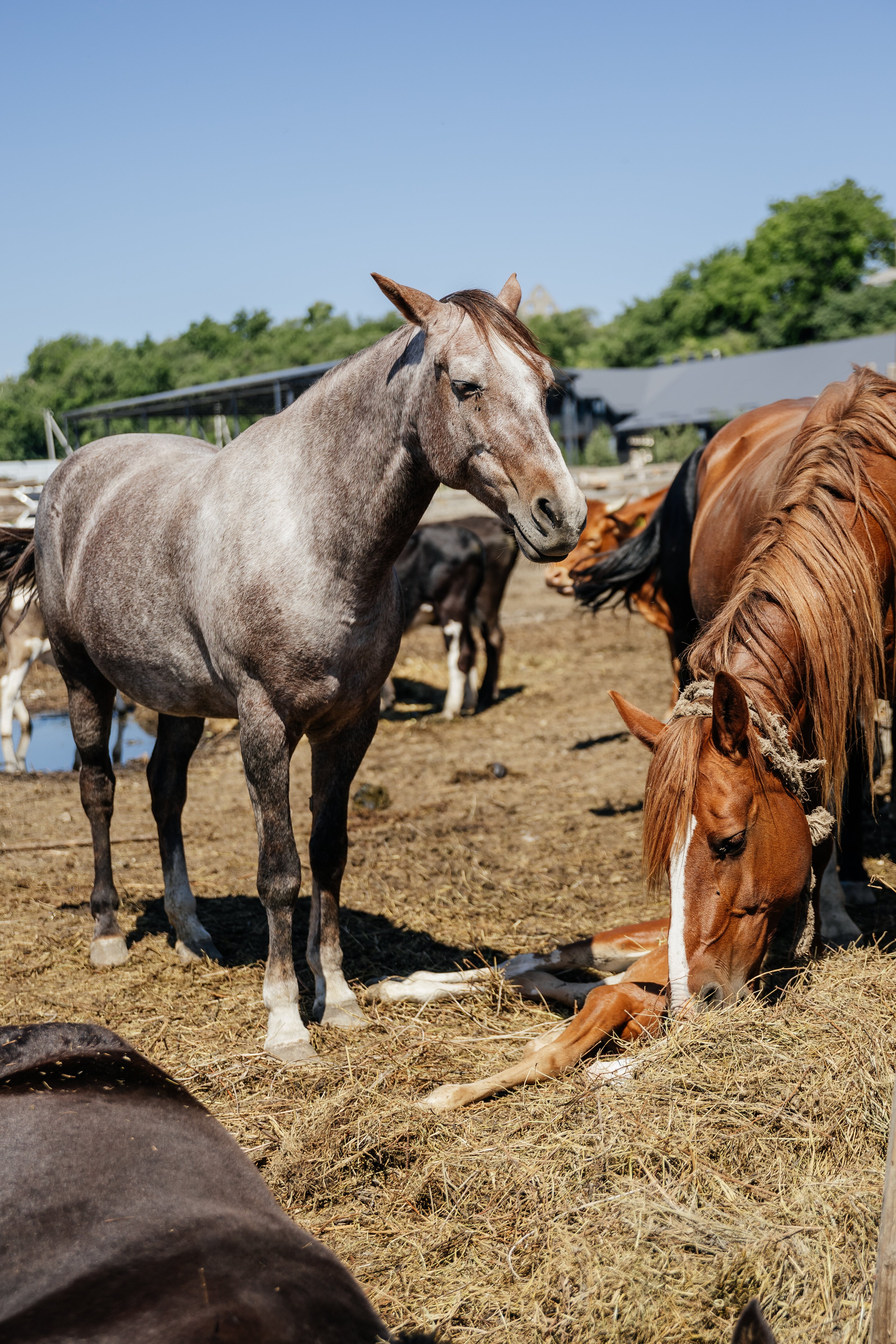 Фото Кавказский Целитель