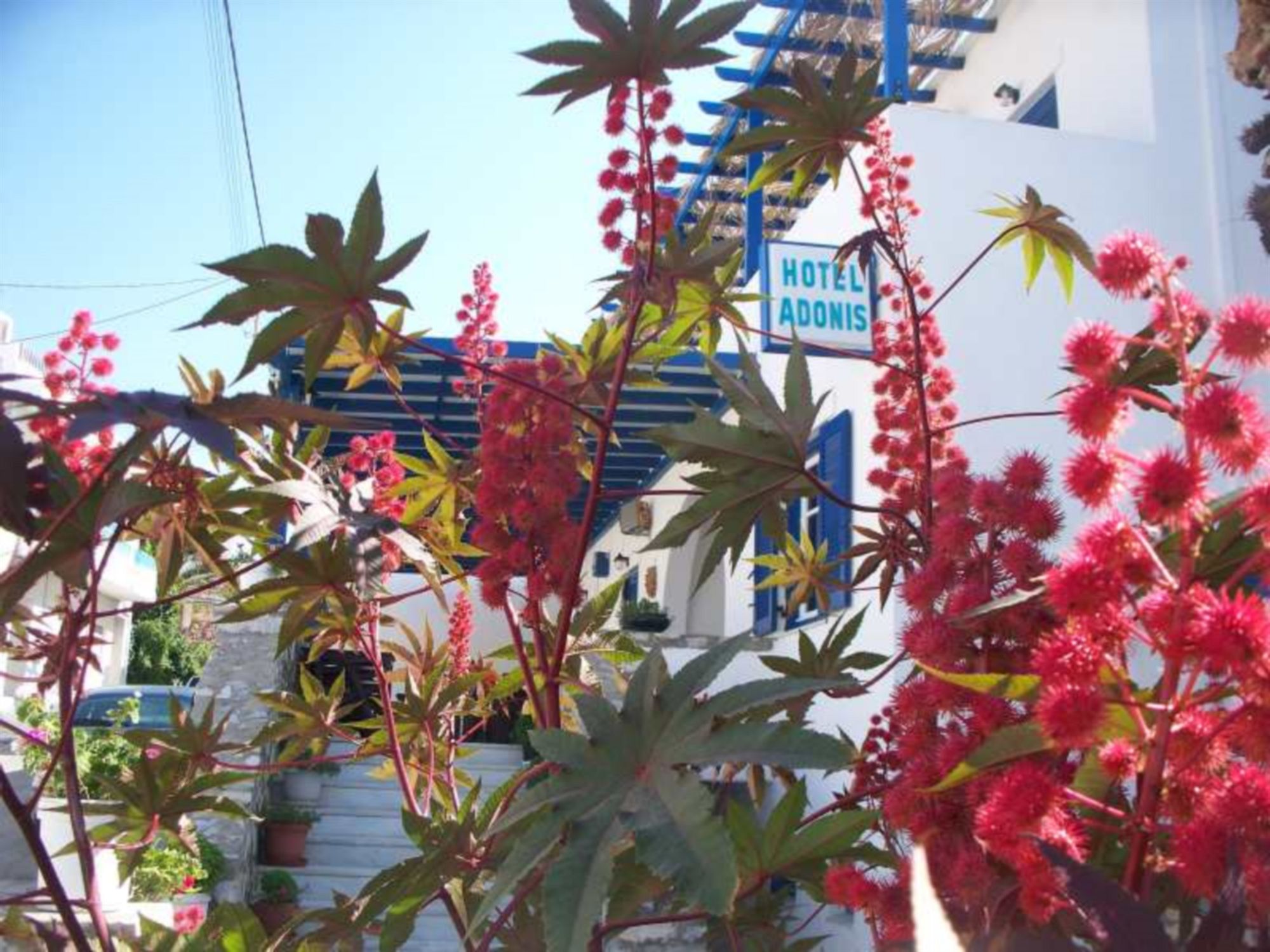 Фото Adonis Hotel Naxos