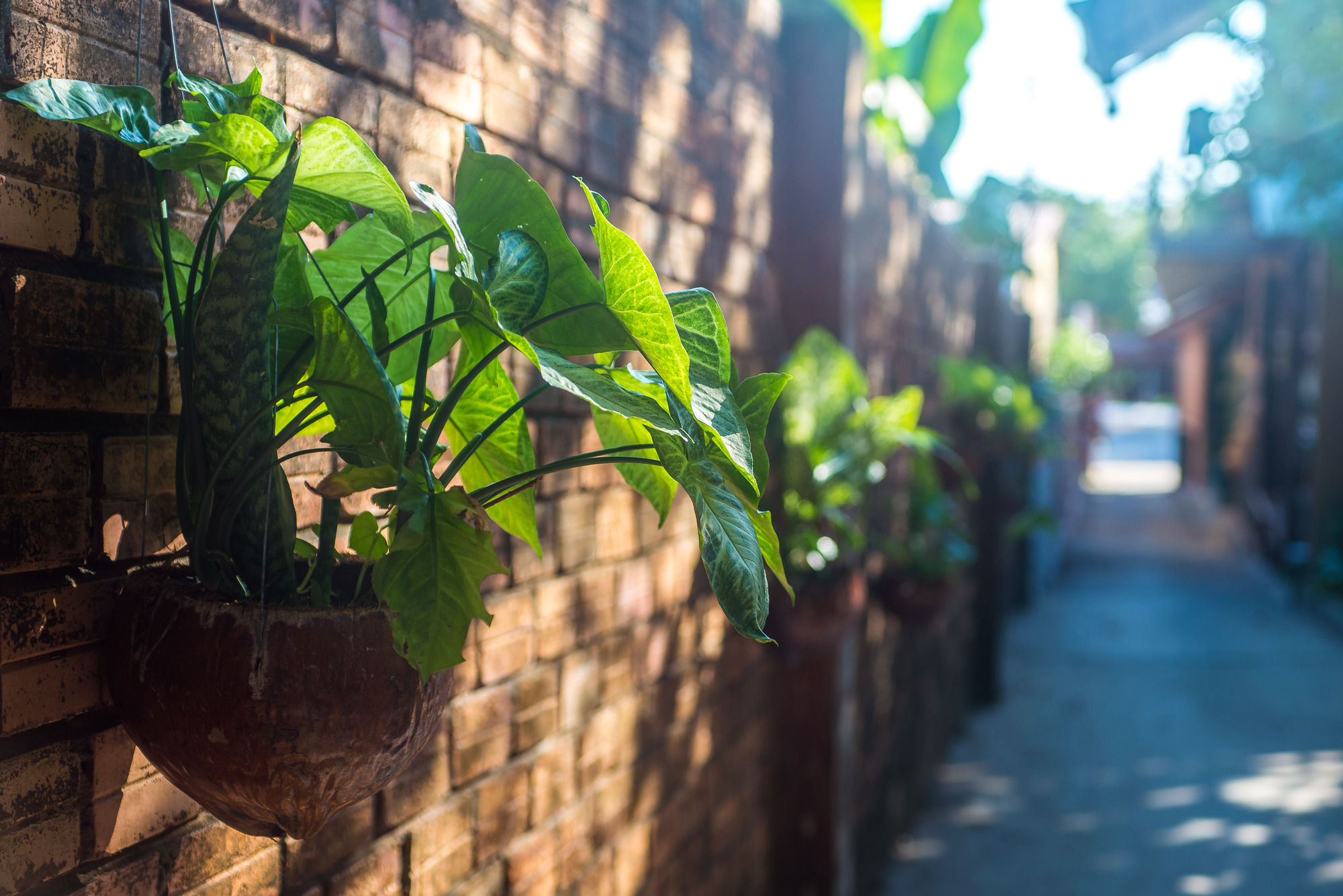 Фото Cosy Bungalow Phu Quoc