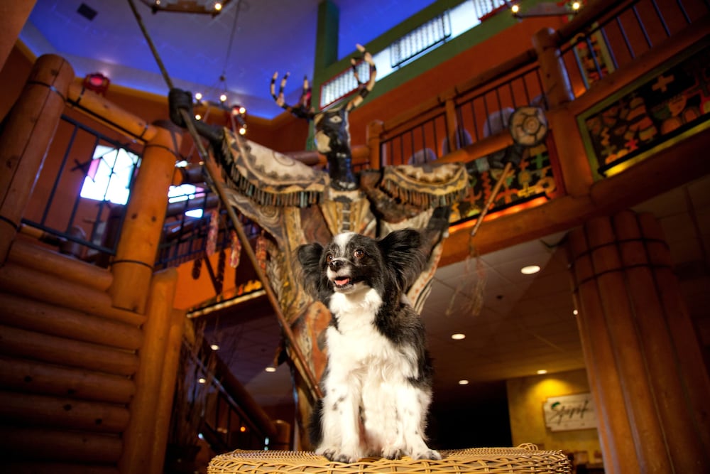 Фото Nativo Lodge