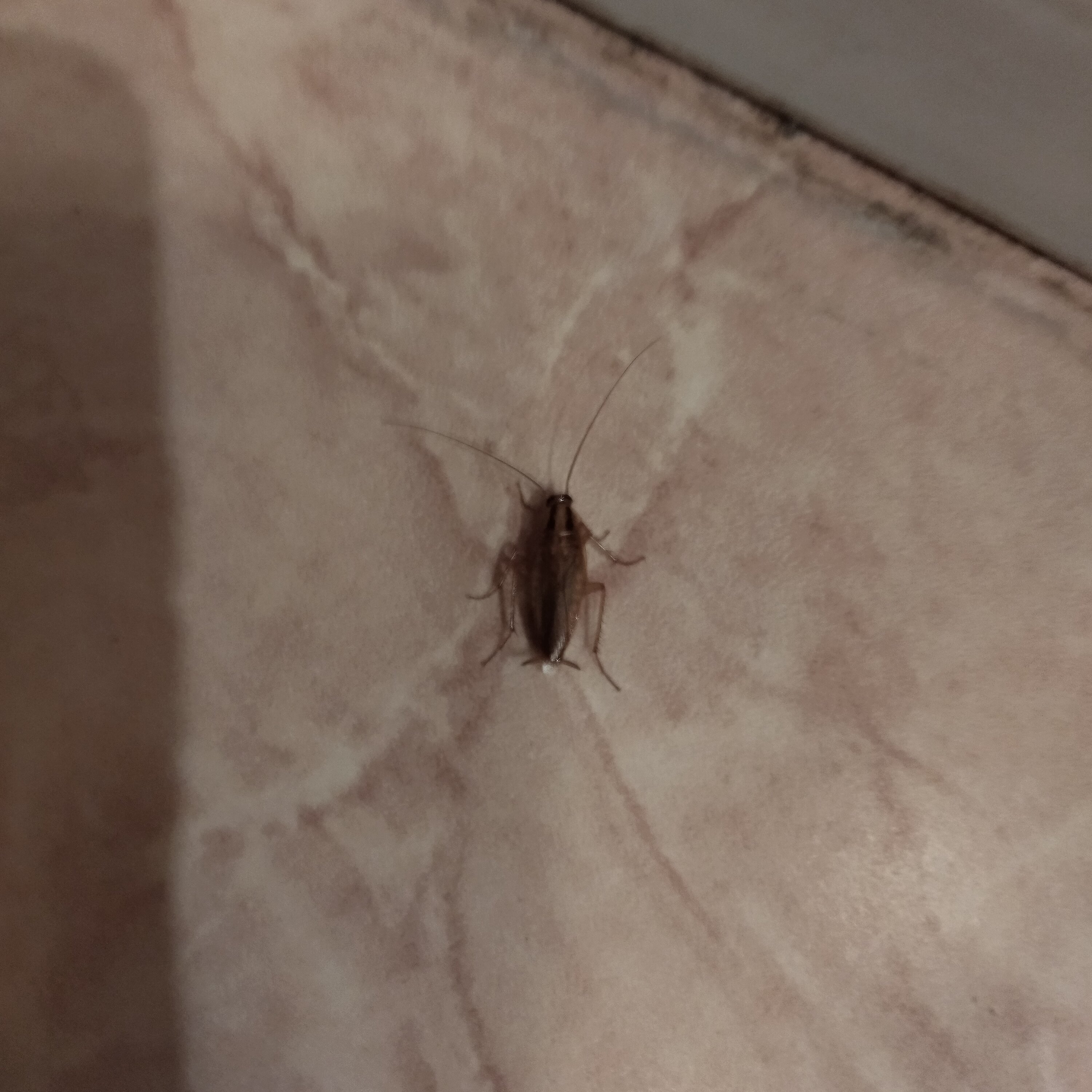 Фото Зубковский