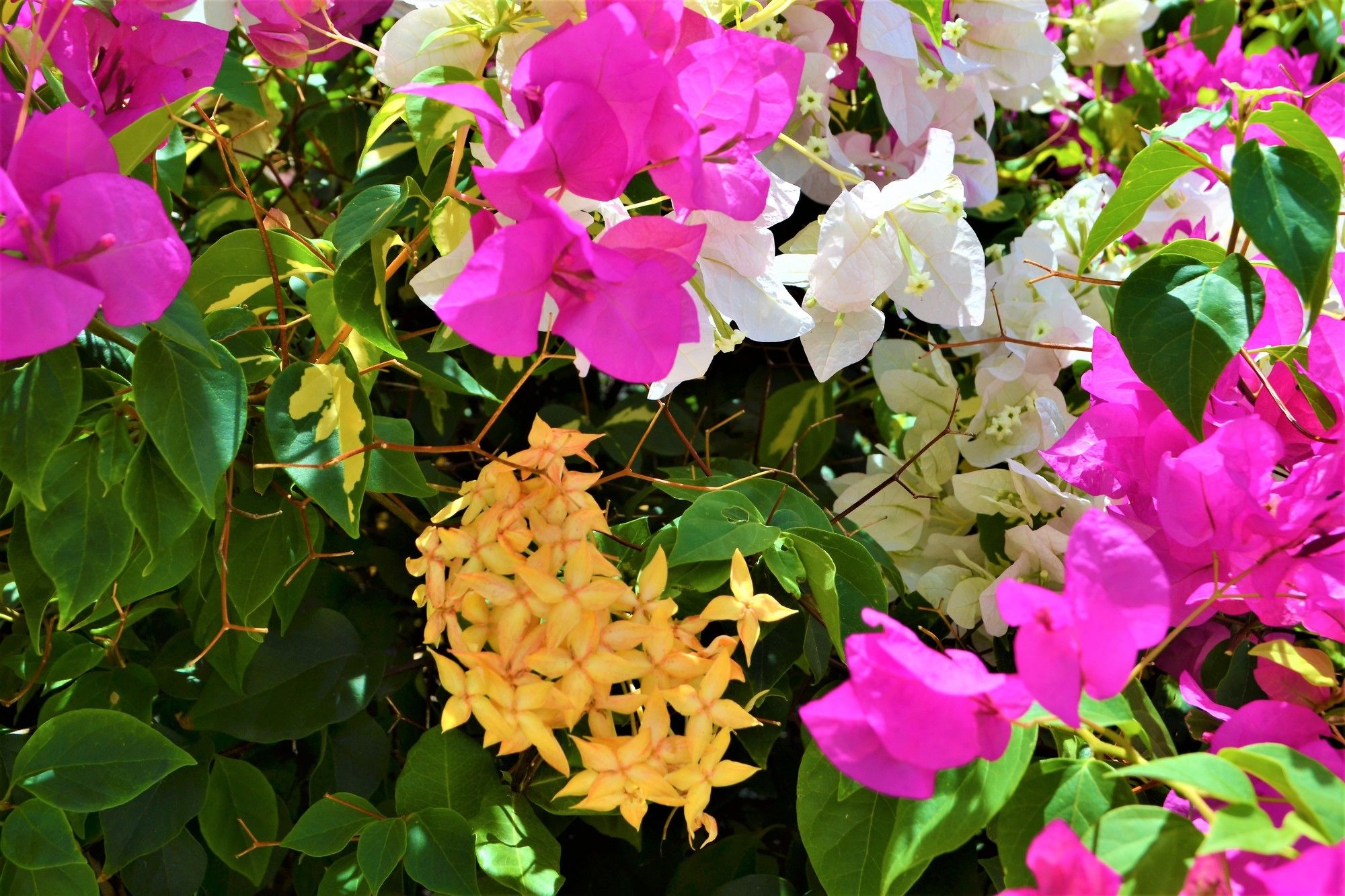 Фото Jan Kok Lodges