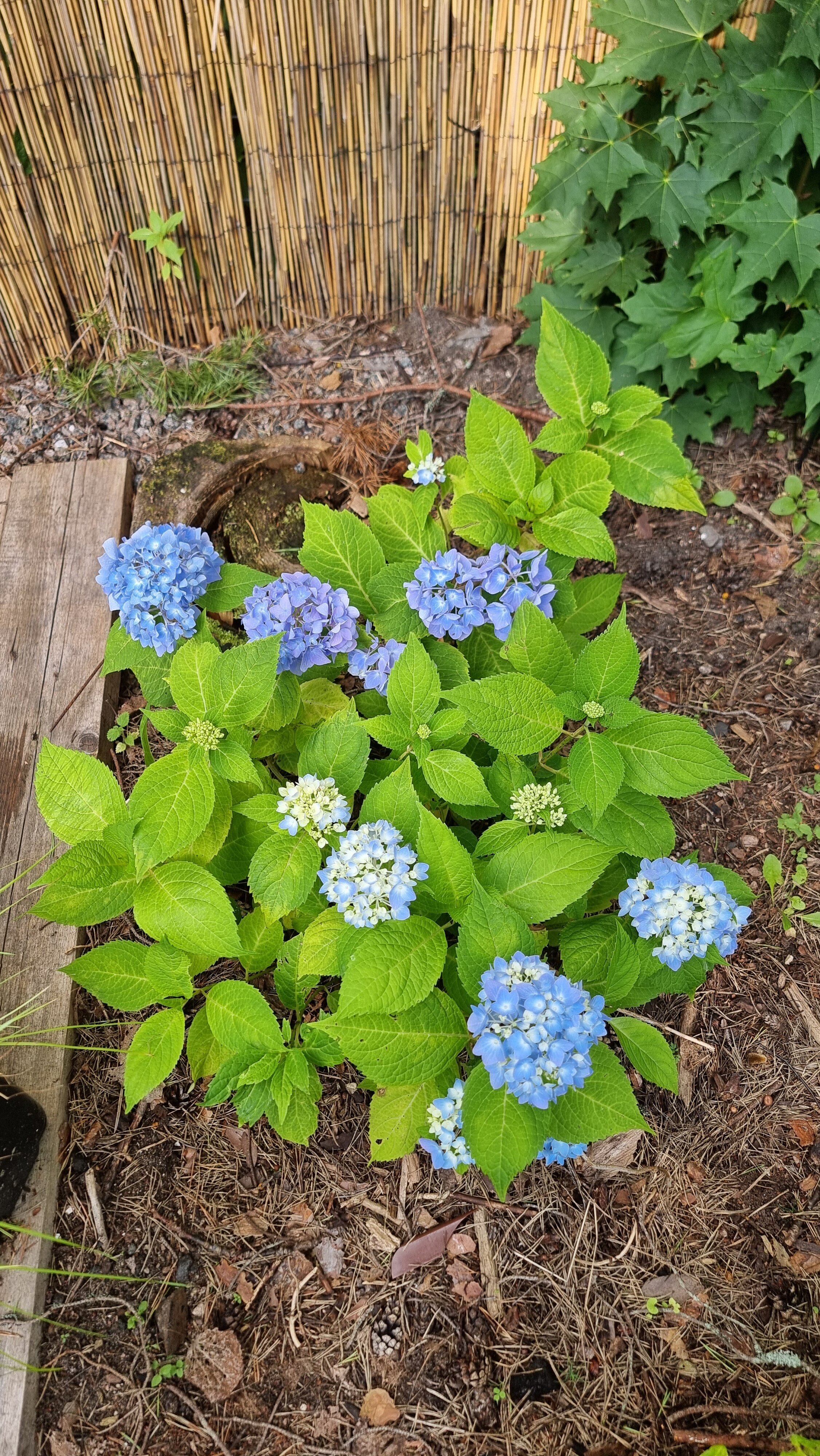 Фото Солнечные дачи