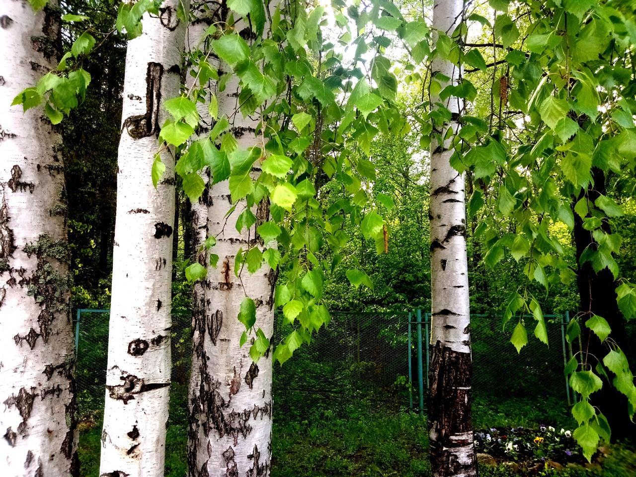 Фото Австерия