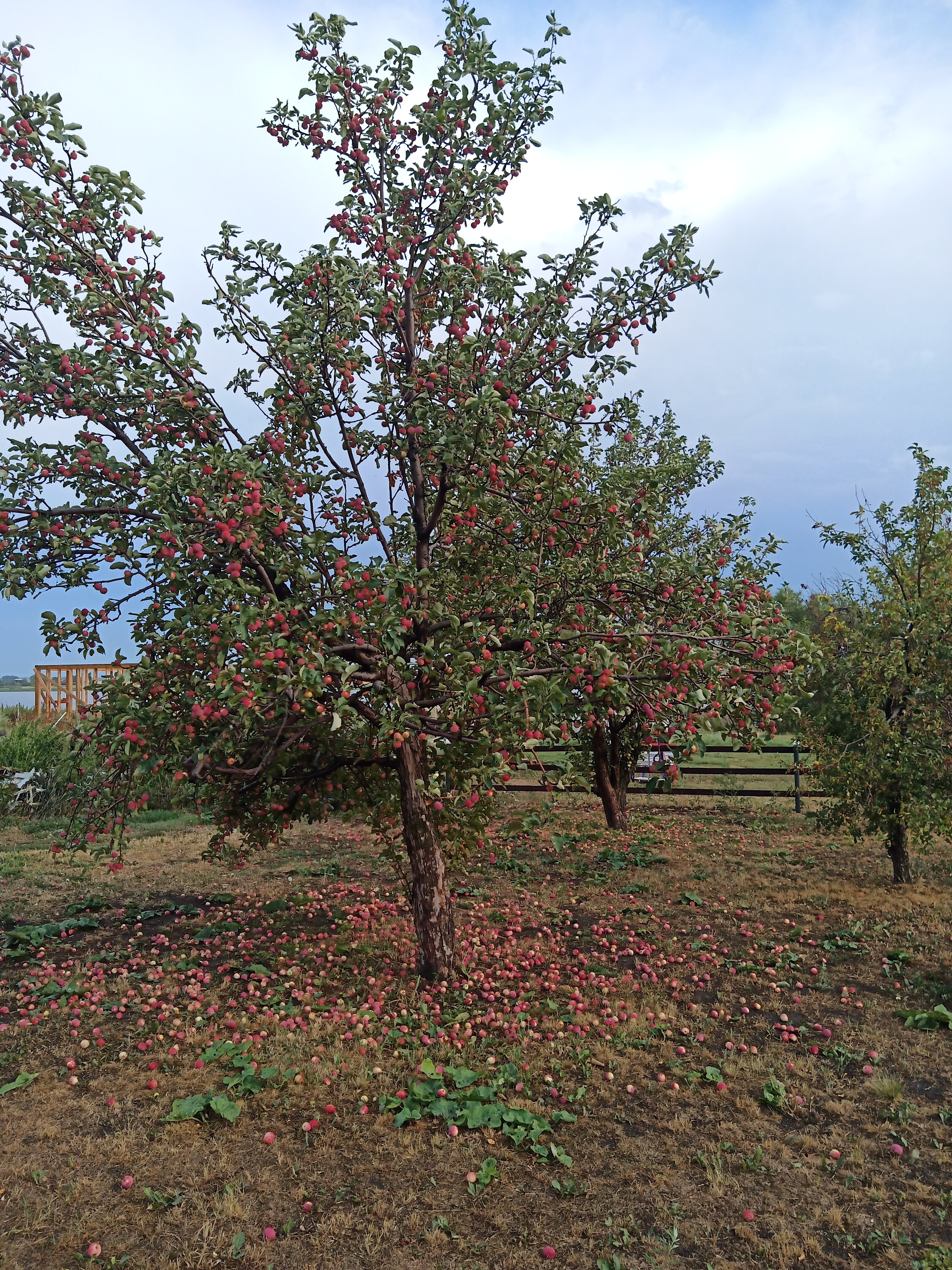Фото Медвежье