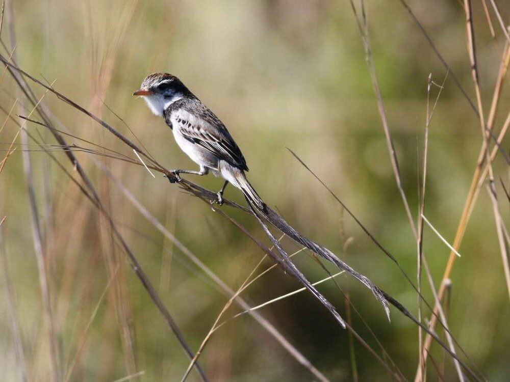 Фото Wild Wetlands Lodge