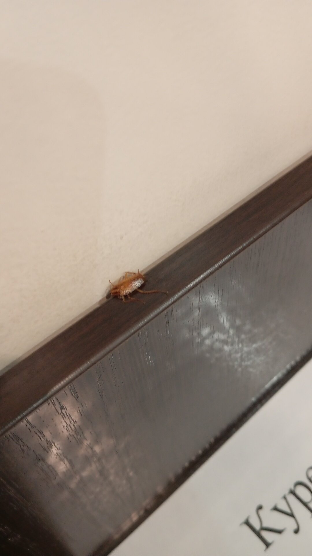 Фото Морган