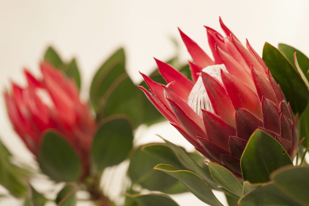 Фото Akanani Apartments