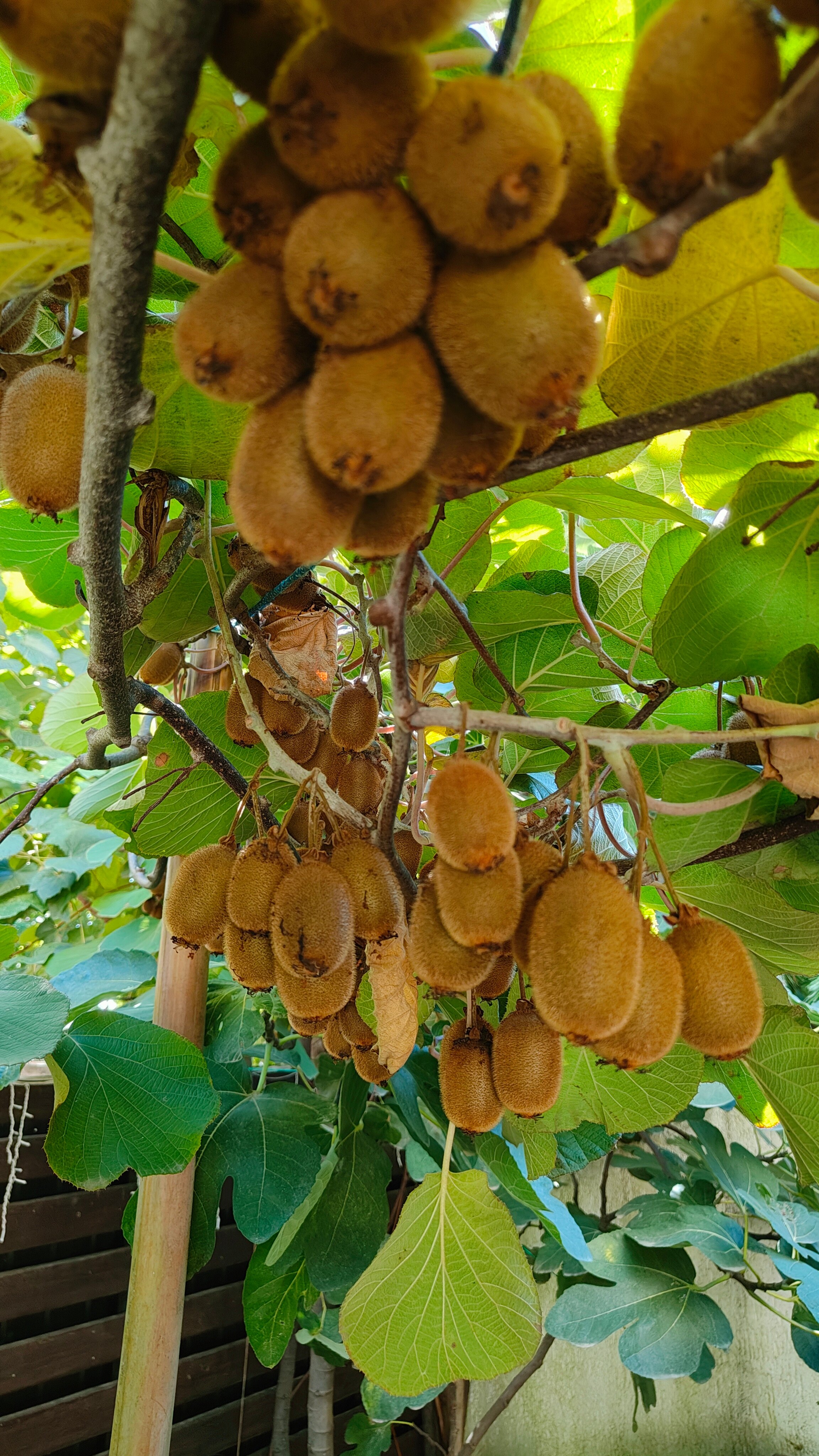 Фото Гостевой дом Гера