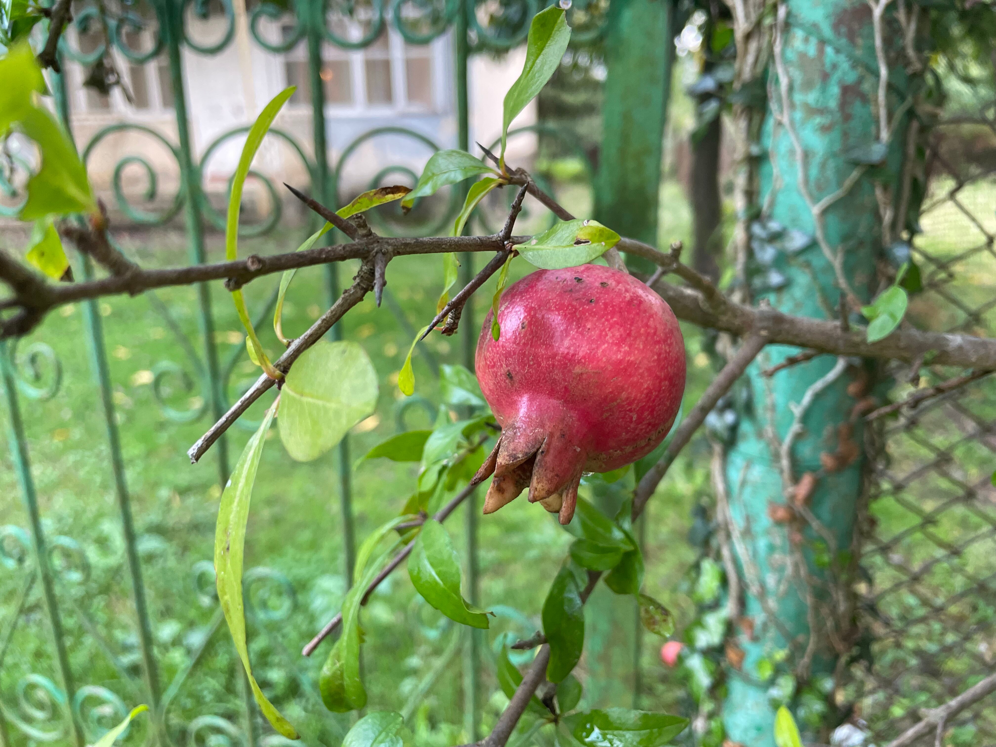 Фото Эко-коттеджи DiAlex