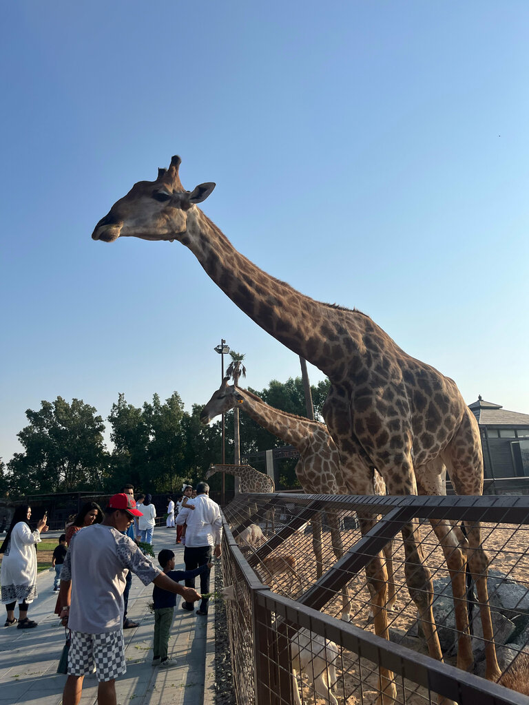 Zoo The Zoo Wild Life Park, Umm al‑Quwain, photo