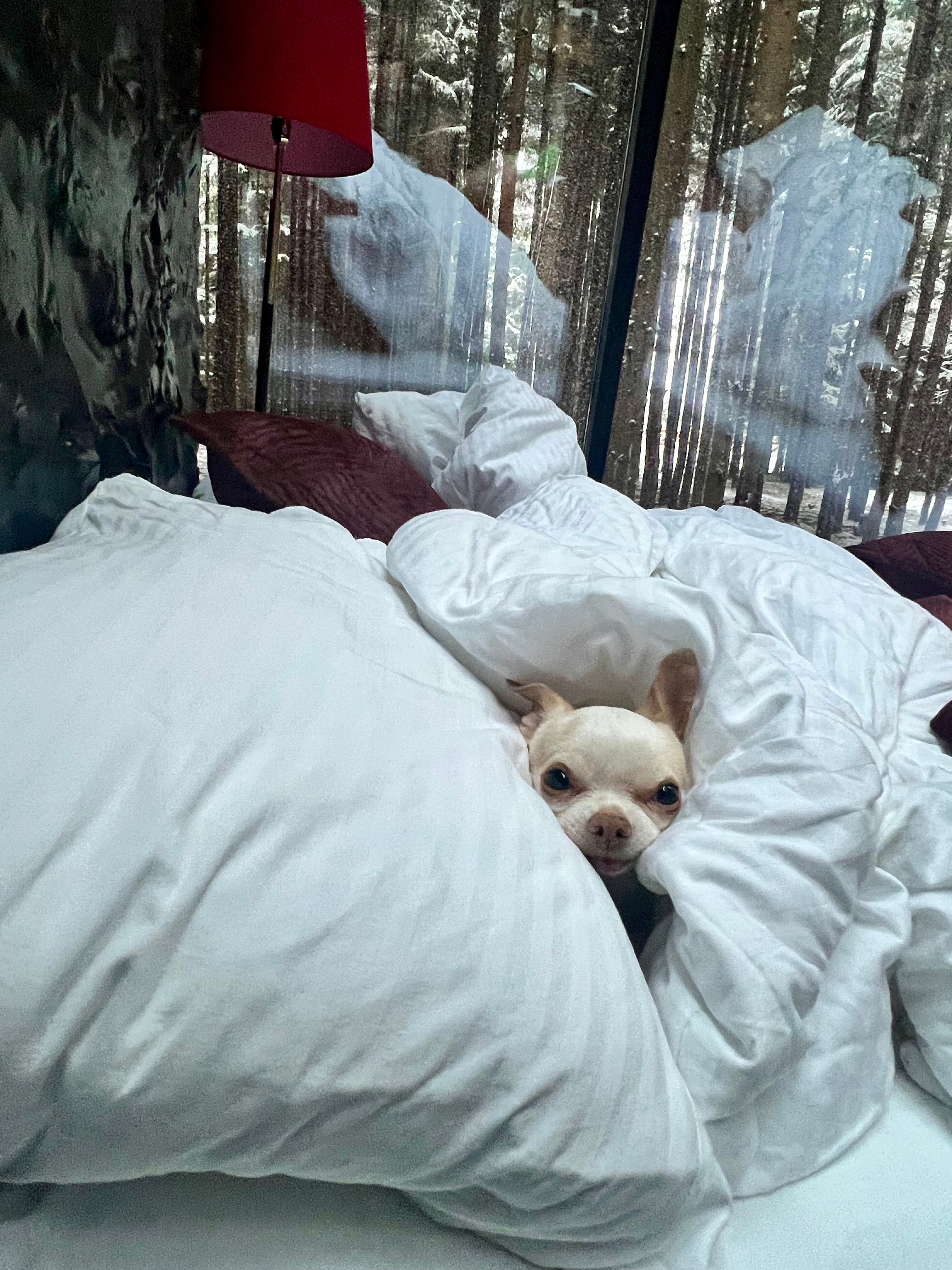 Фото Ёлкино life