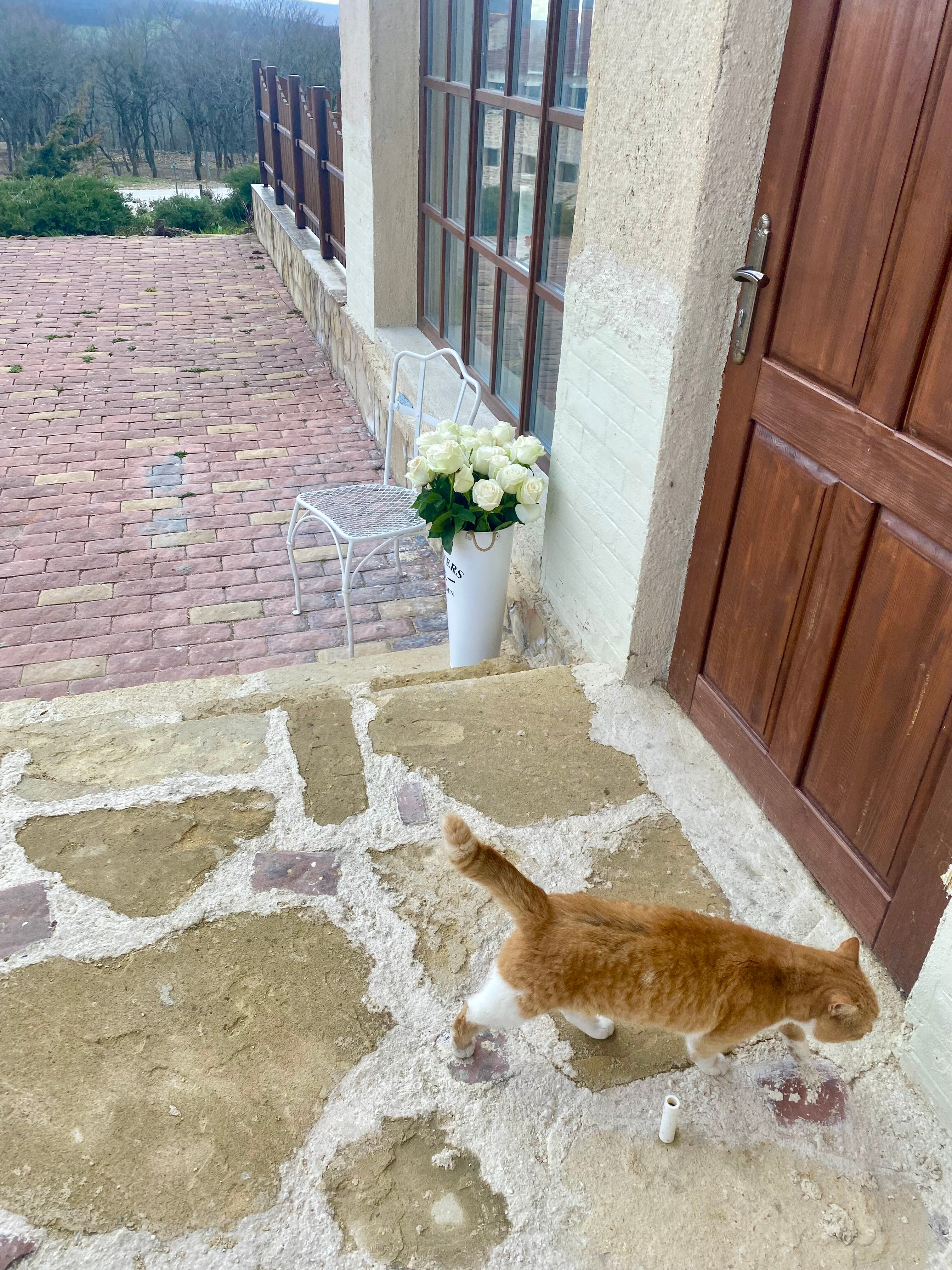 Фото Шато Андре