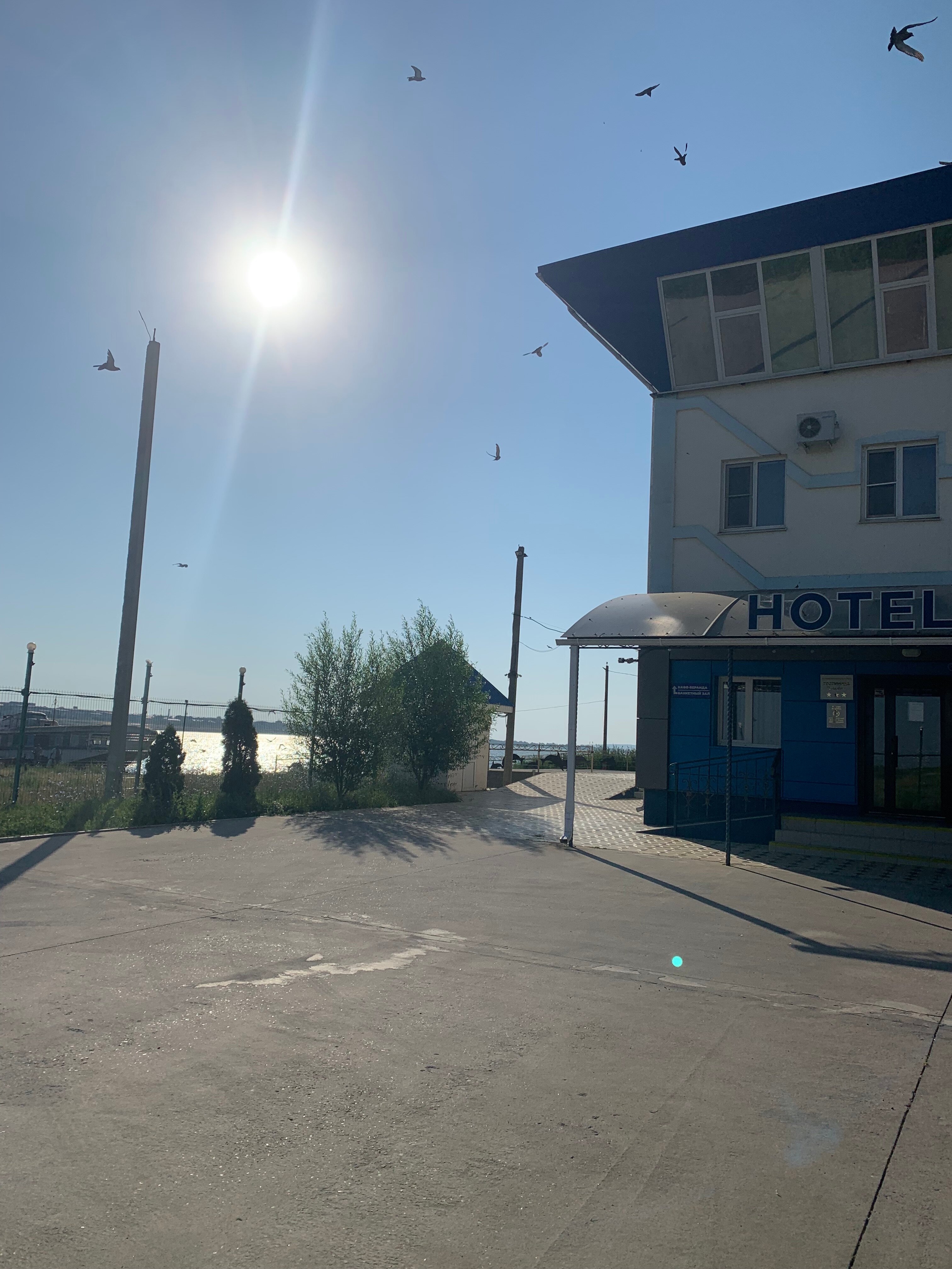 Фото Дельфин