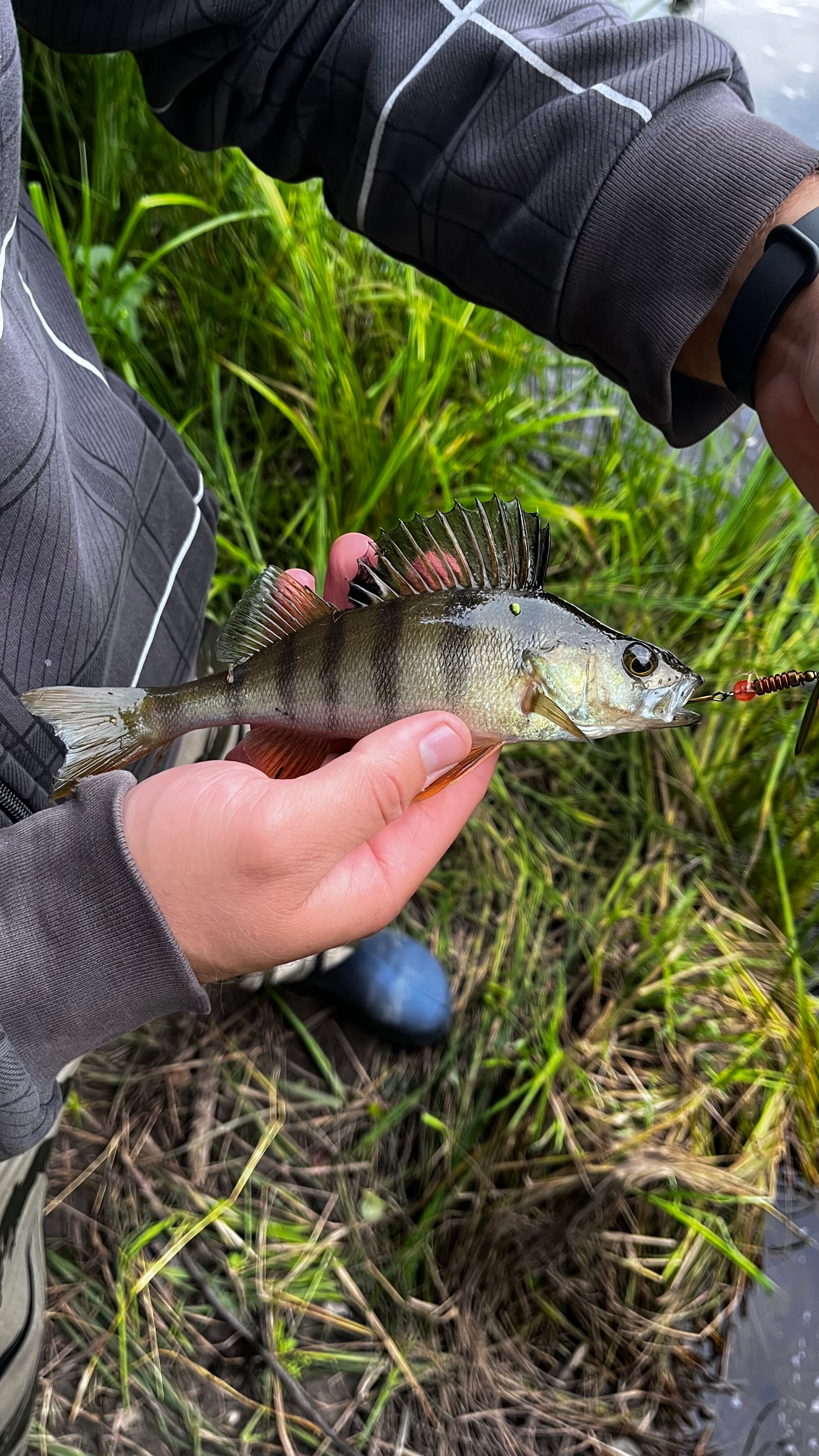 Фото Финский Хутор