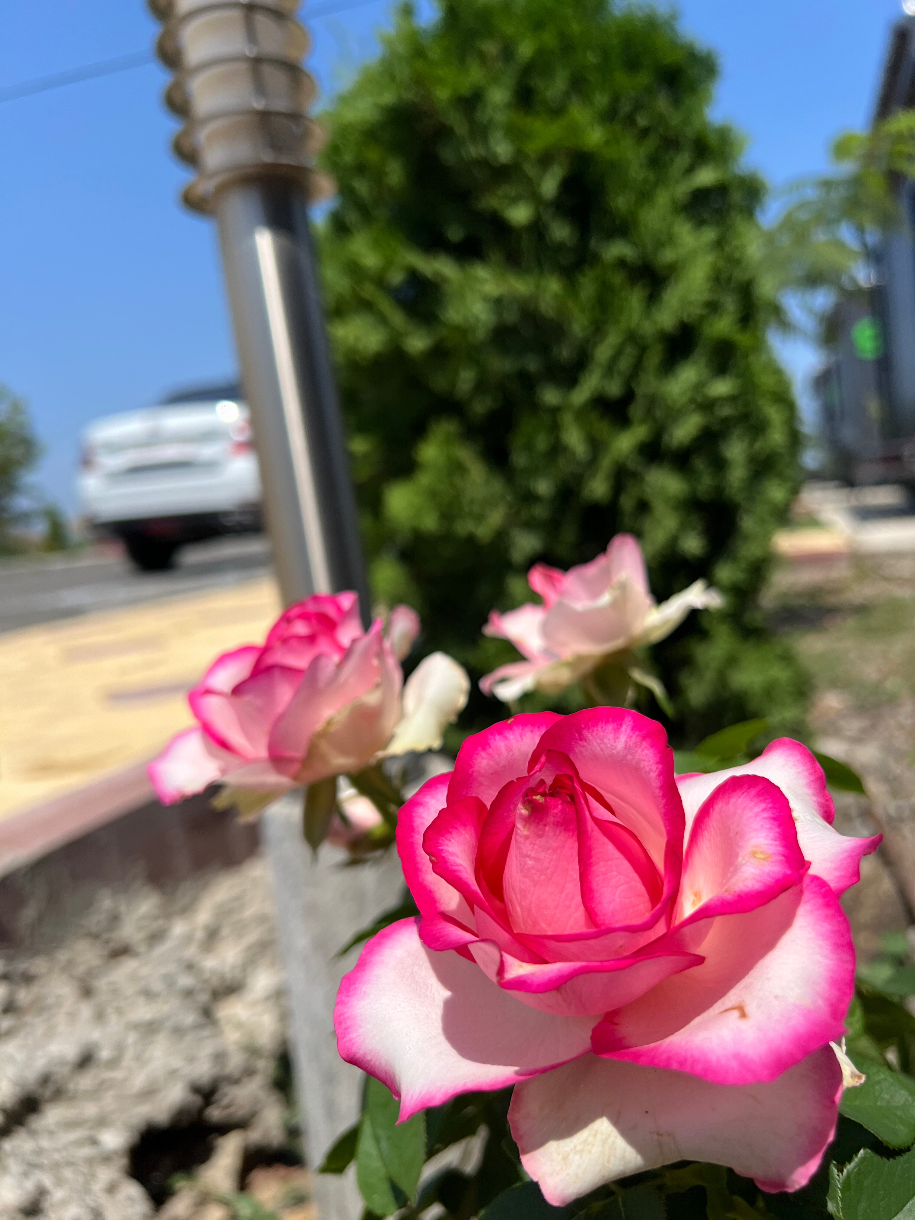 Фото Мамрач