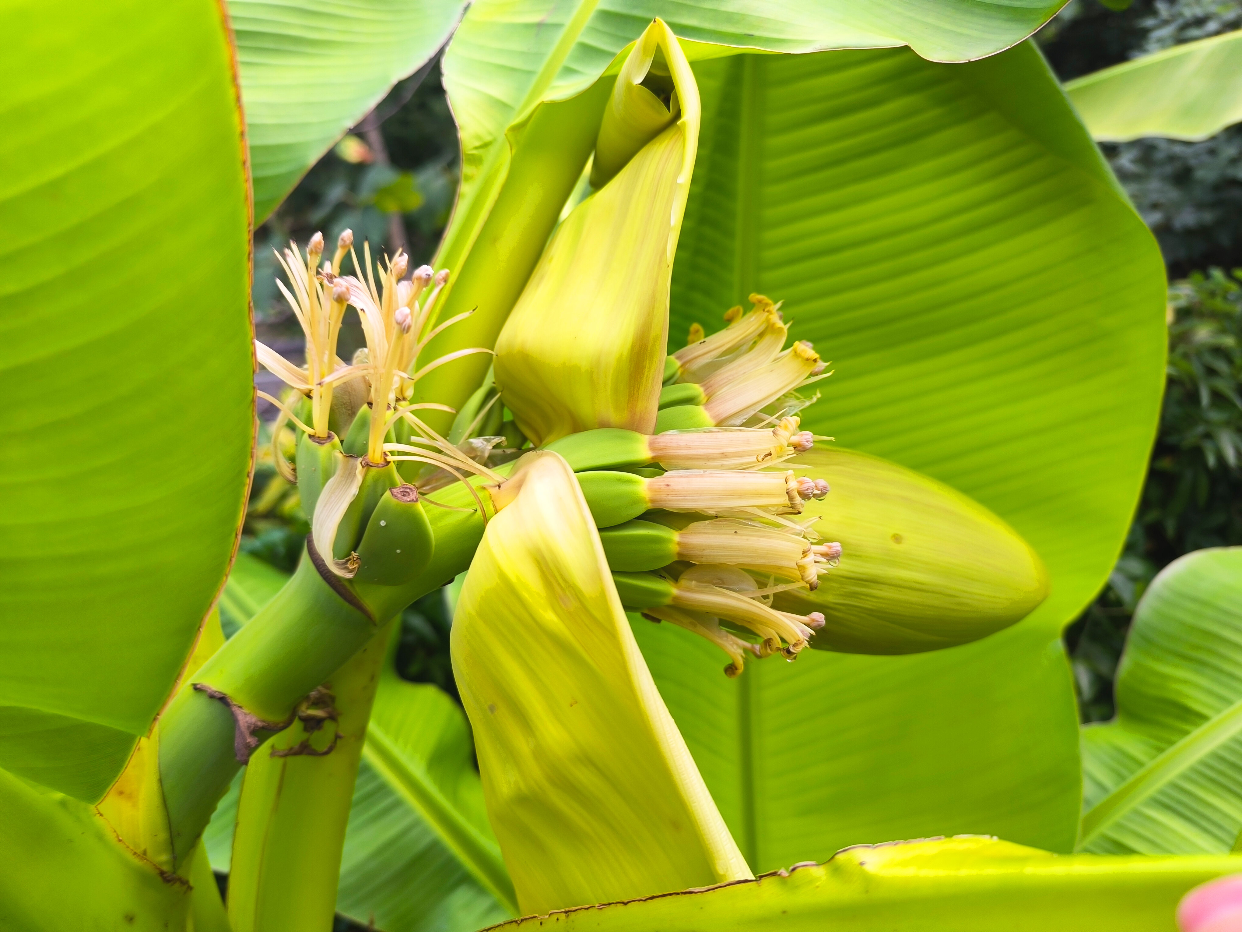 Фото У Кедра