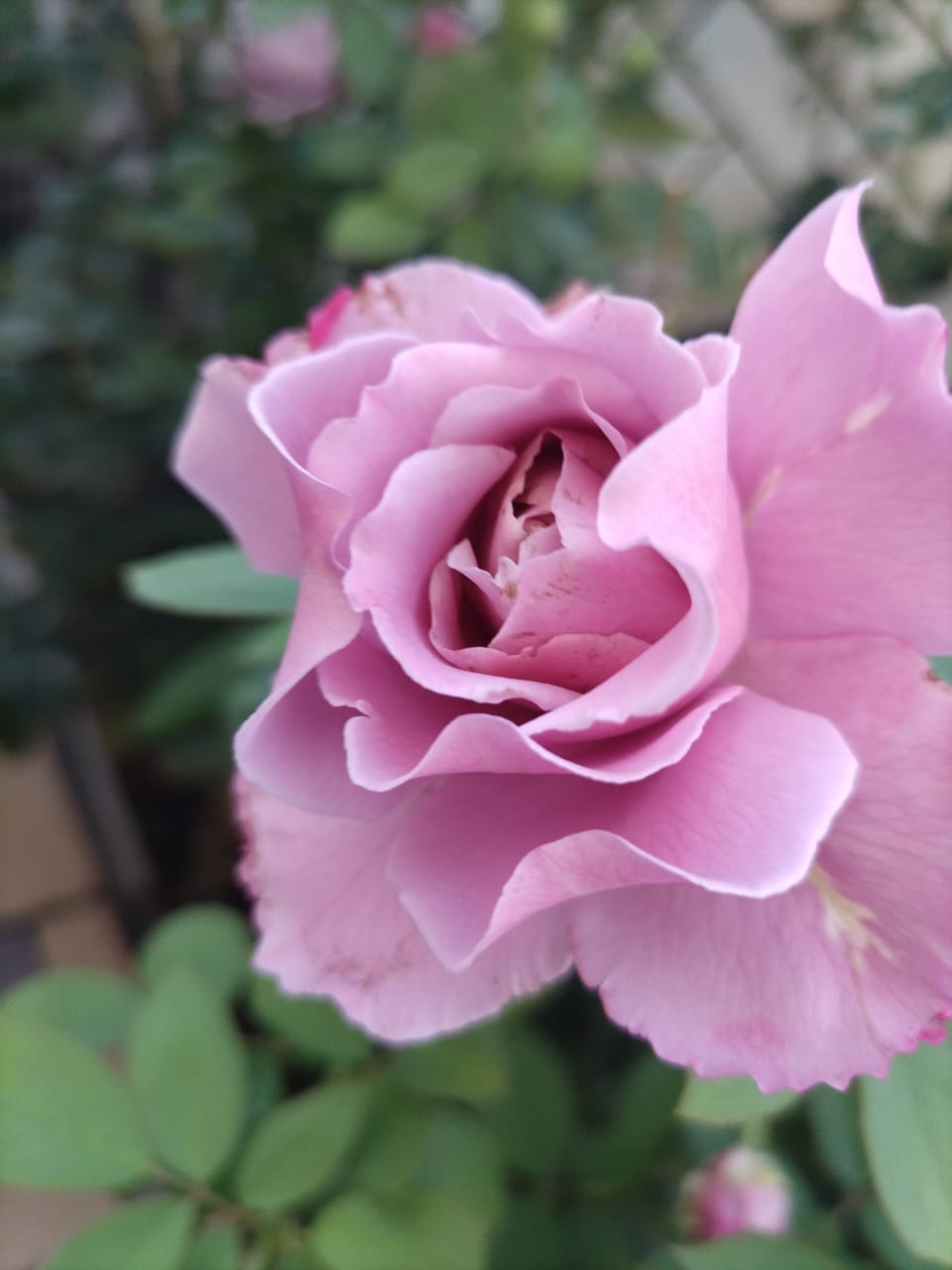 Фото Посейдон