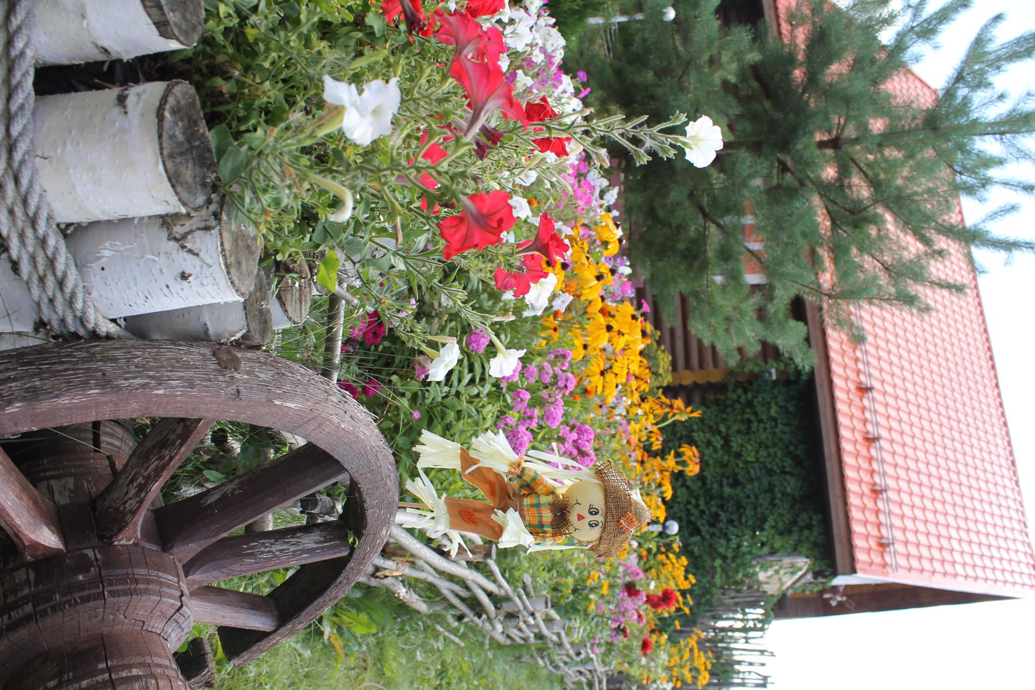 Фото Подсолнух