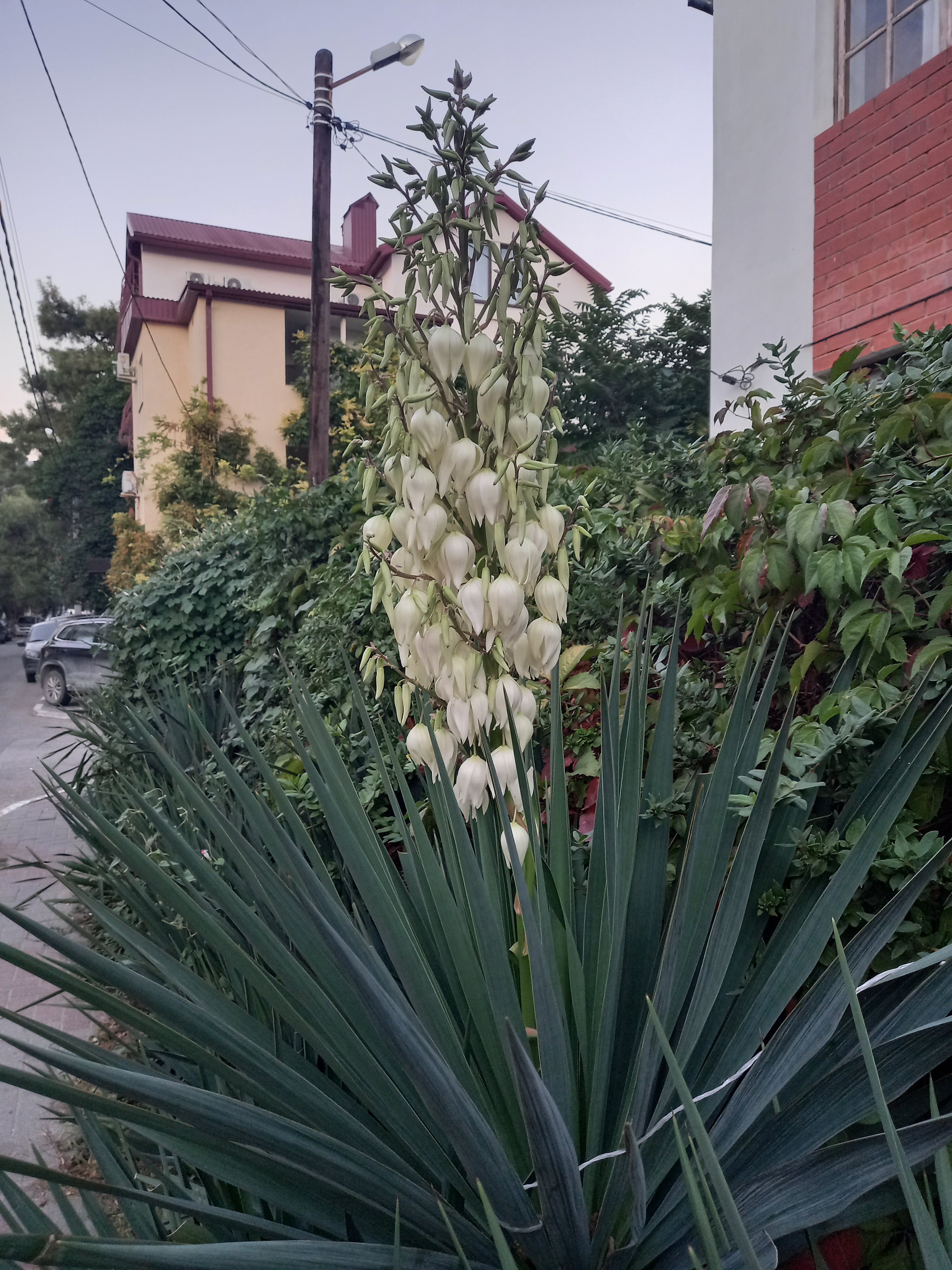 Фото Adriatic Hotel