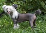 Chinese crested kennel Premier Mari (dachny posyolok Kraskovo, Proletarskiy proyezd, 41), animal nursery