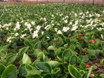 Arıcı Agriculture Flower Production Derfa Peat Packaging (İstanbul, Tuzla, Tepeören Mah., Asır Sok., 14) ، محل زهور