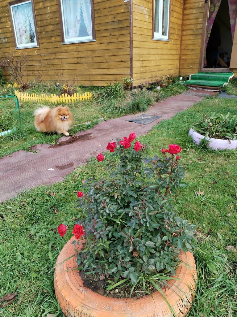 Animal nursery Usadba Andreyevykh, Oryol Oblast, photo