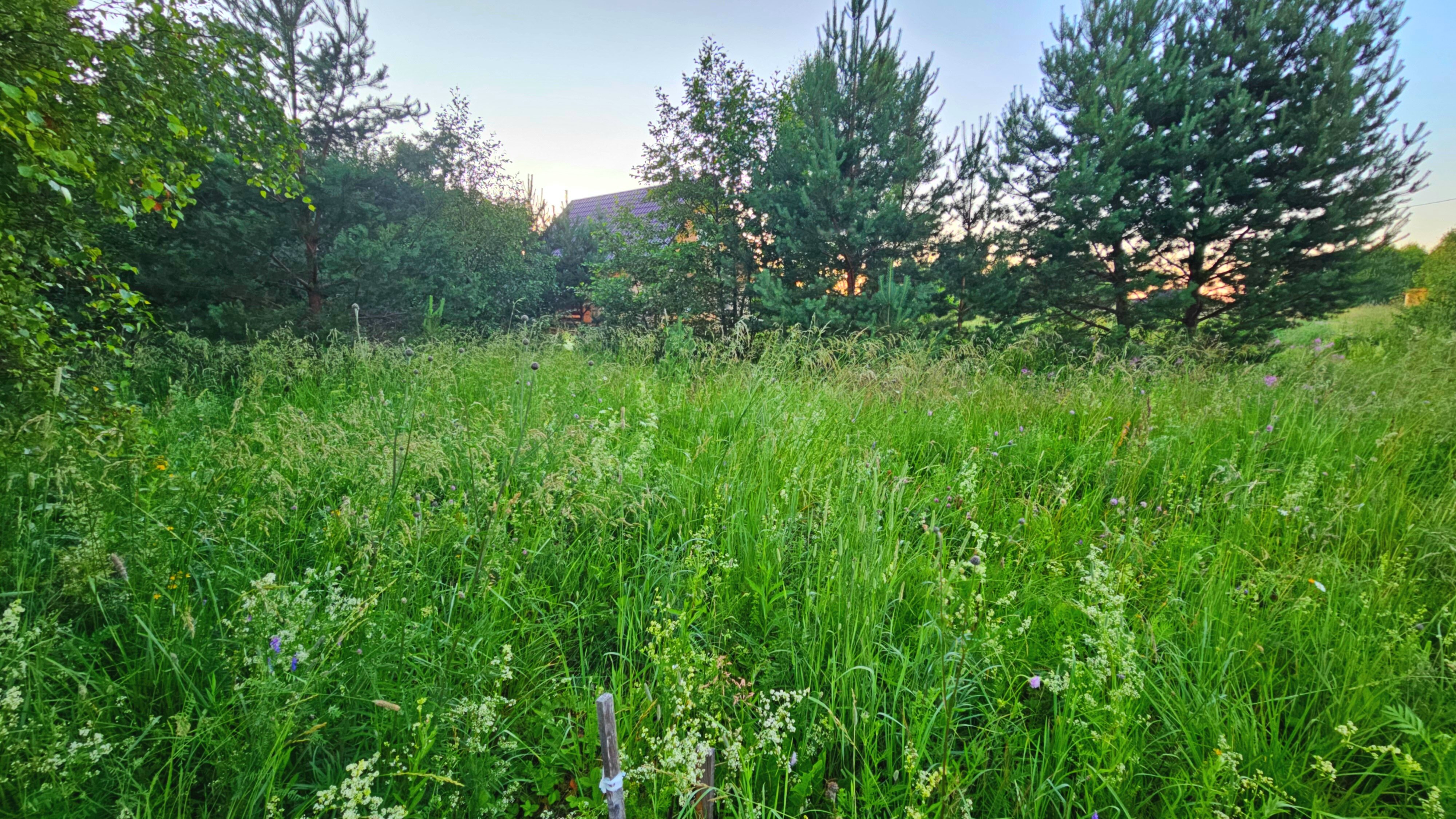 Фото Олин лес