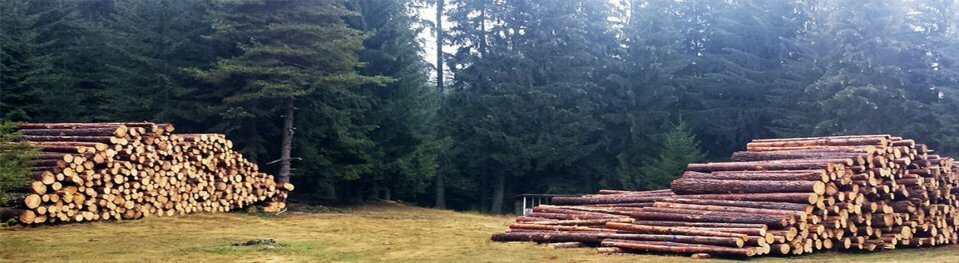 Woodworking enterprise Balaban Timber Processing, Izmir, photo