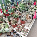 Beşir Süs Bitkileri (Yalova, Altınova, Tavşanlı Beldesi), flower shop