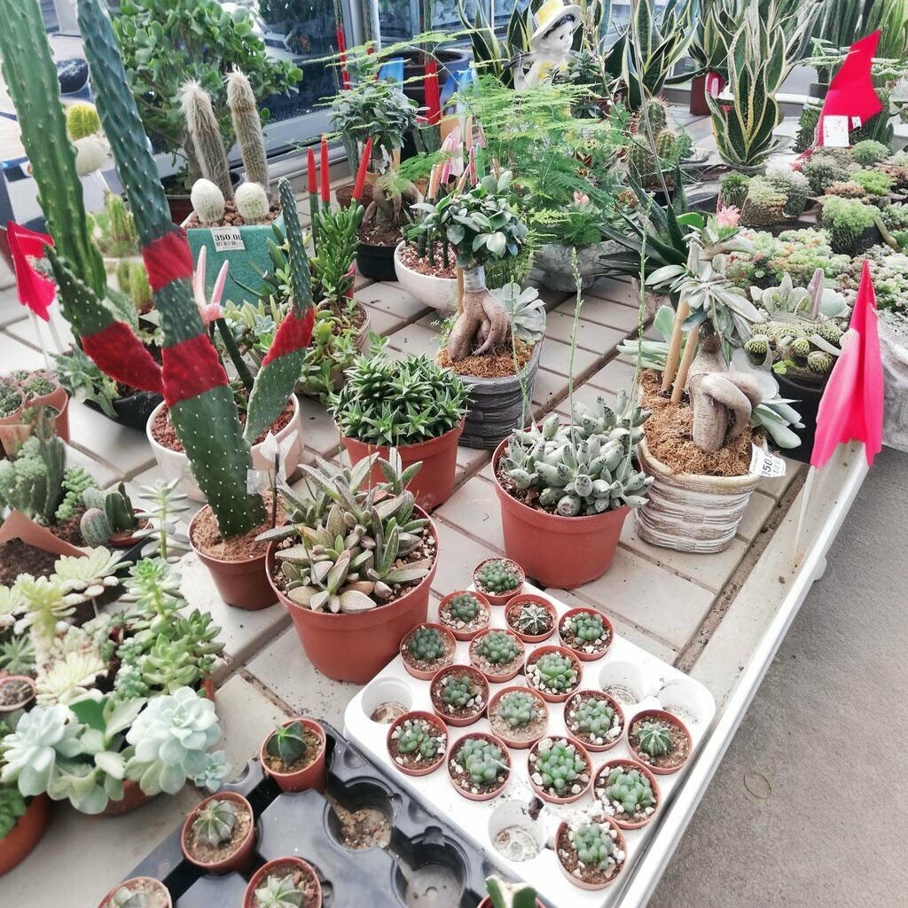 Flower shop Beşir Süs Bitkileri, Altinova, photo