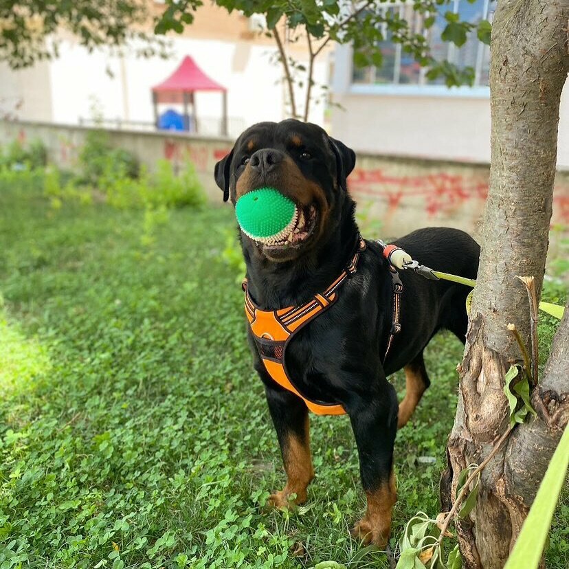Pet shop Flipy Market, Izmir, photo