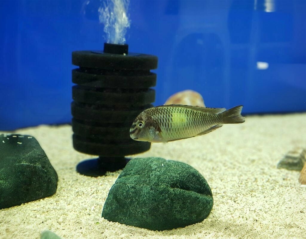 Fisheries, fish farming TropheushanEmre, Erenler, photo