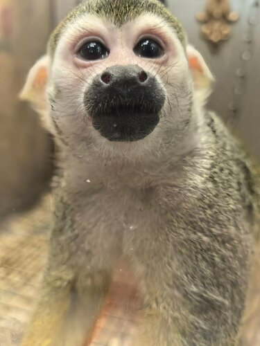 Hayvanat bahçeleri Lesnaya bratva, Nijni Tagil, foto