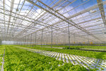 Гринхаус-про (Krasnoarmeyskiy District, Maryanskoye selskoye poseleniye, stanitsa Maryanskaya), vegetables and fruit wholesale