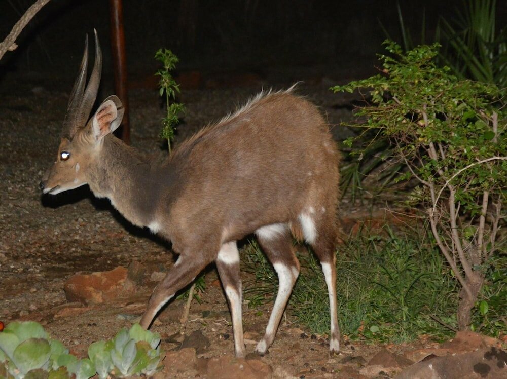 Фото Bona Ngwenya Lodge
