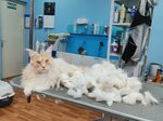 Richik (Energetikov Avenue, 70к1), pet salon