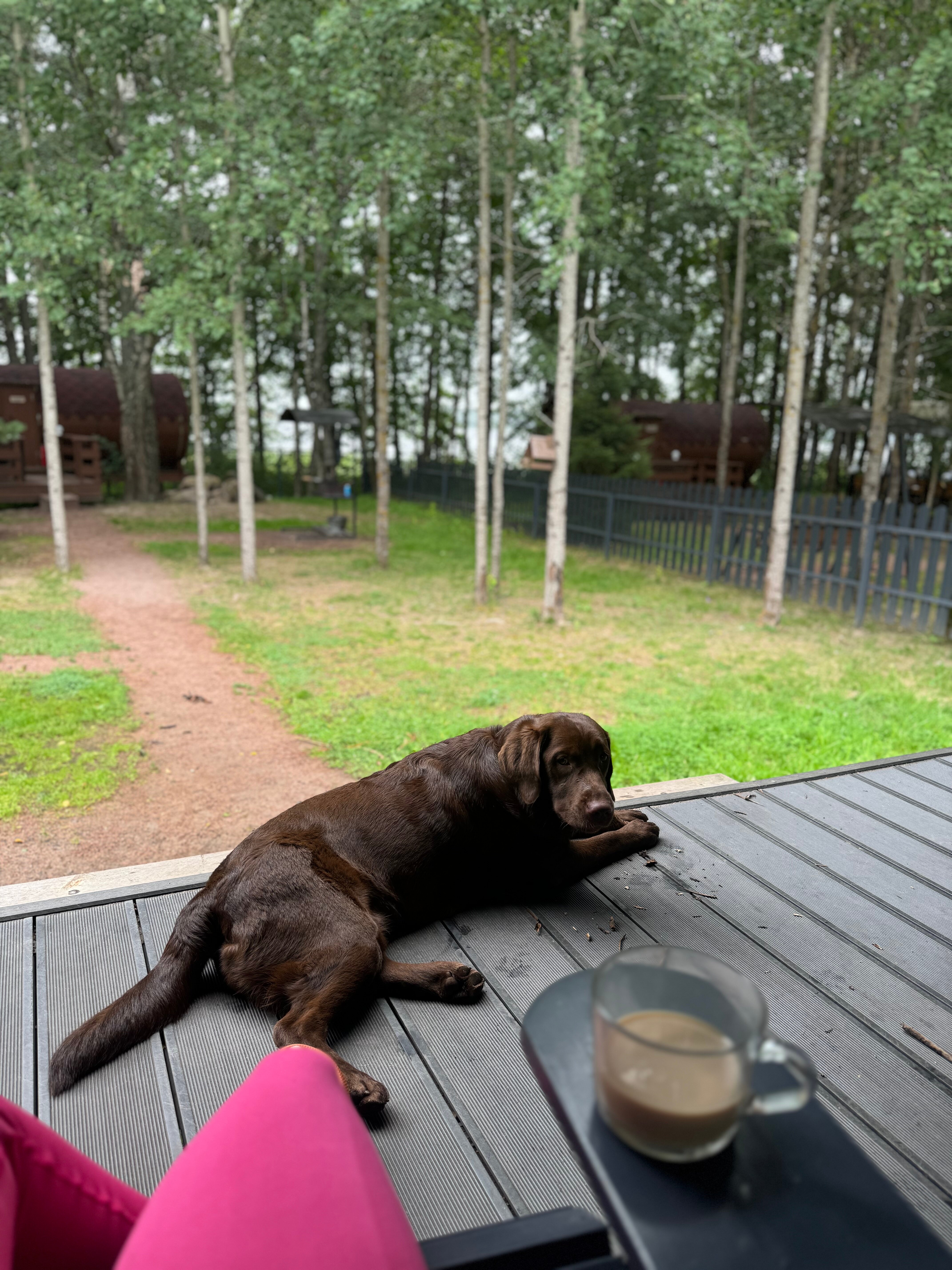 Фото Ёlki в Правдинское озеро