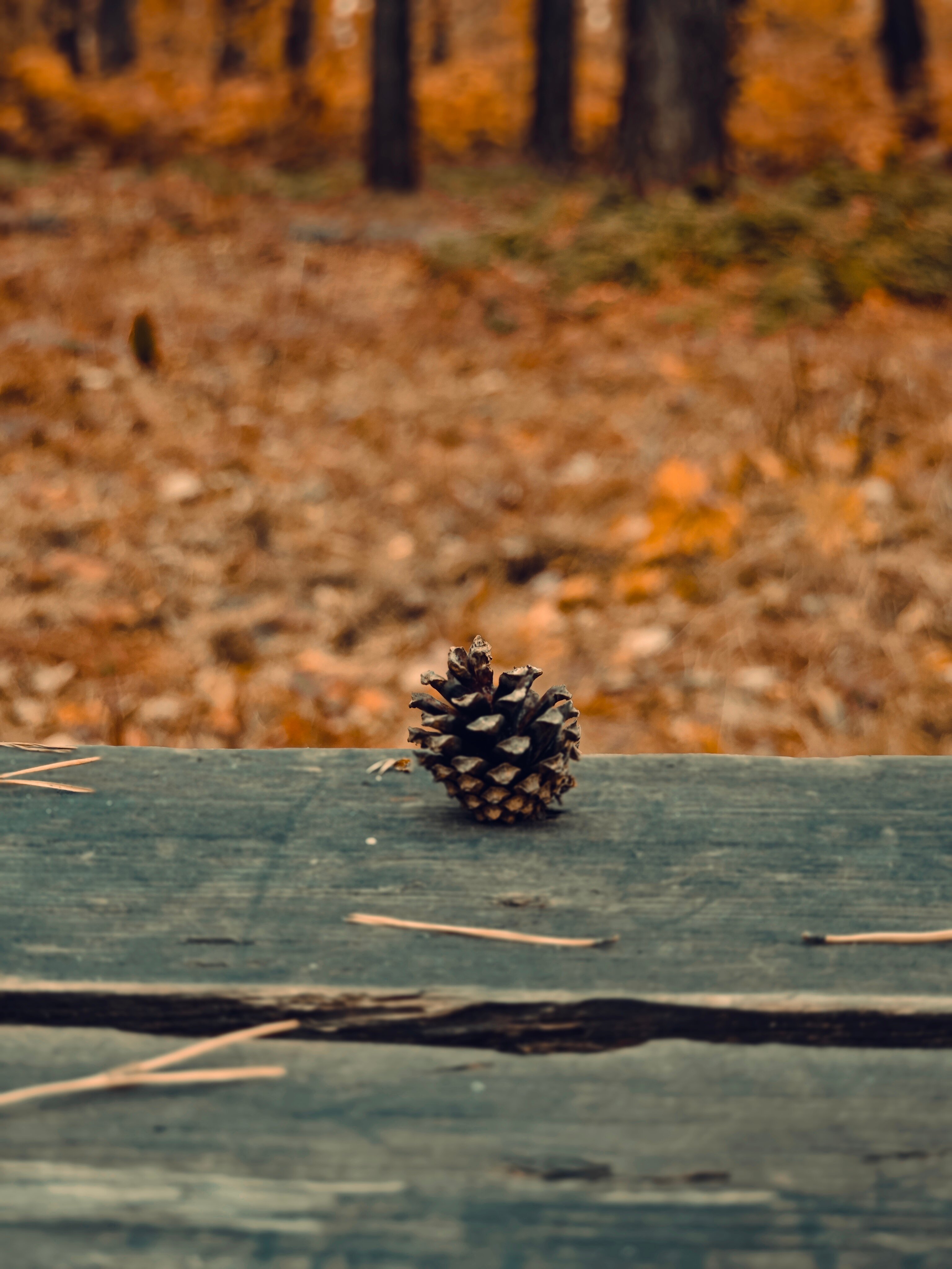 Фото Лунёвка