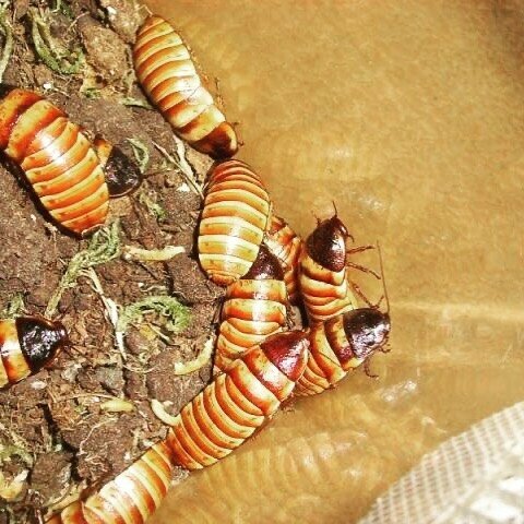 Fodder and feed additives Antalya Grasshopper, Antalya, photo
