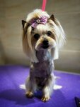 AnsEneArian Groom (vulica Kiryla Turaŭskaha, 4), pet salon