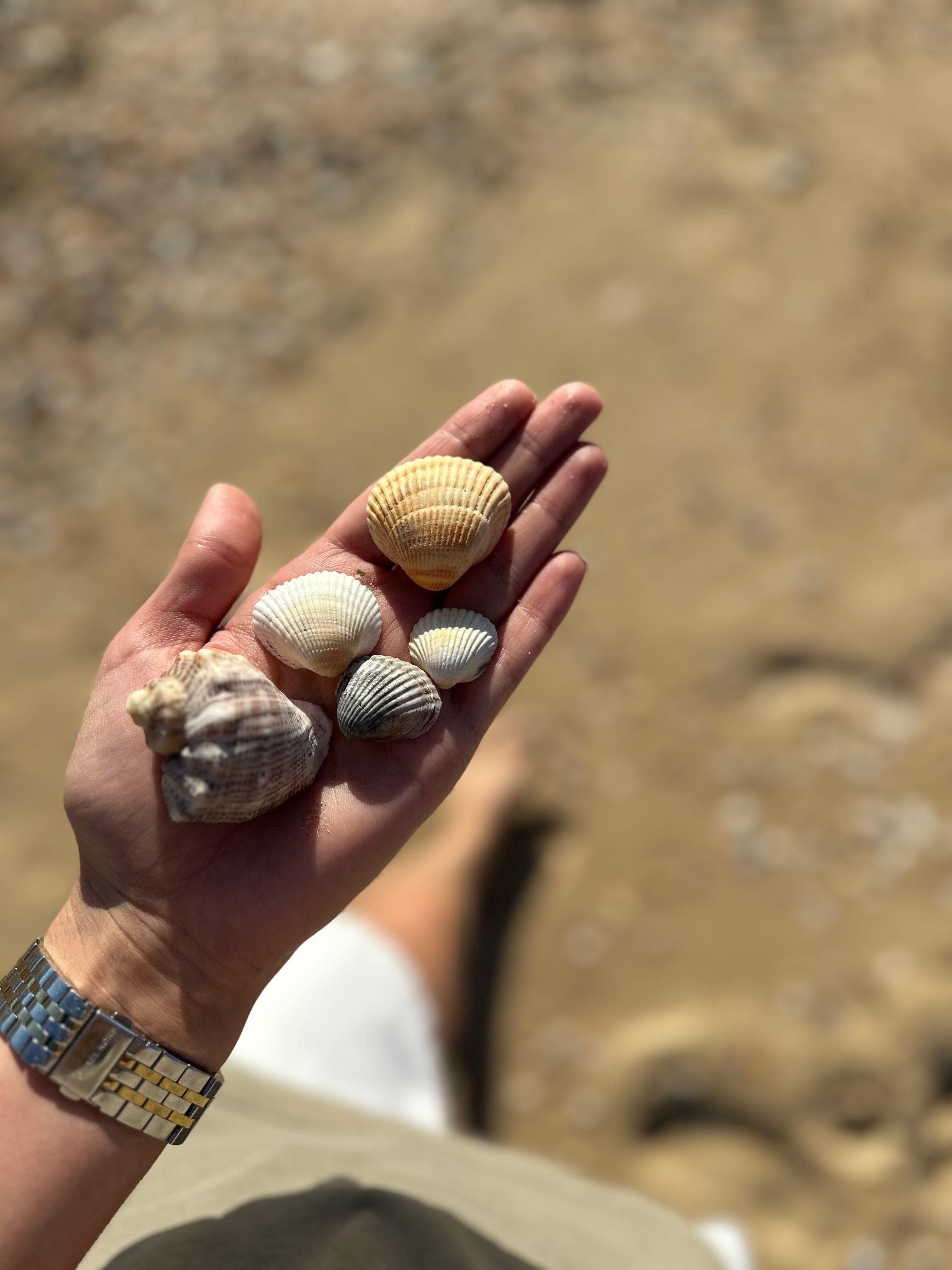 Фото Вилла 4 чайки