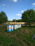 Пасека Починки (ТСН Починки, Южная улица, 89), honey and beekeeping