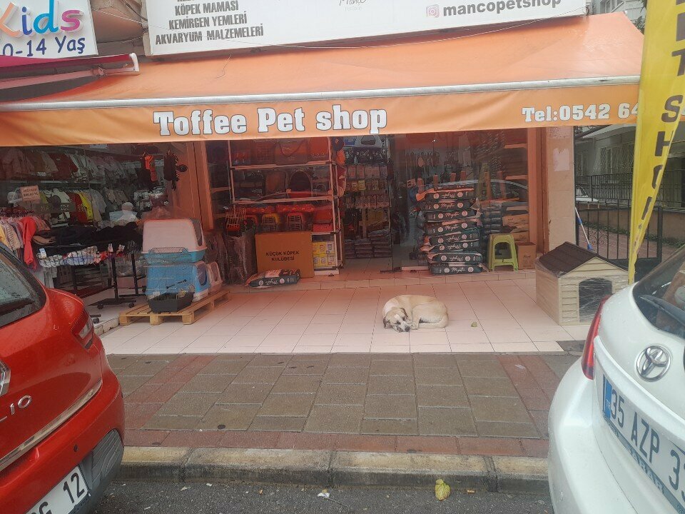 Pet shop Toffee, Izmir, photo