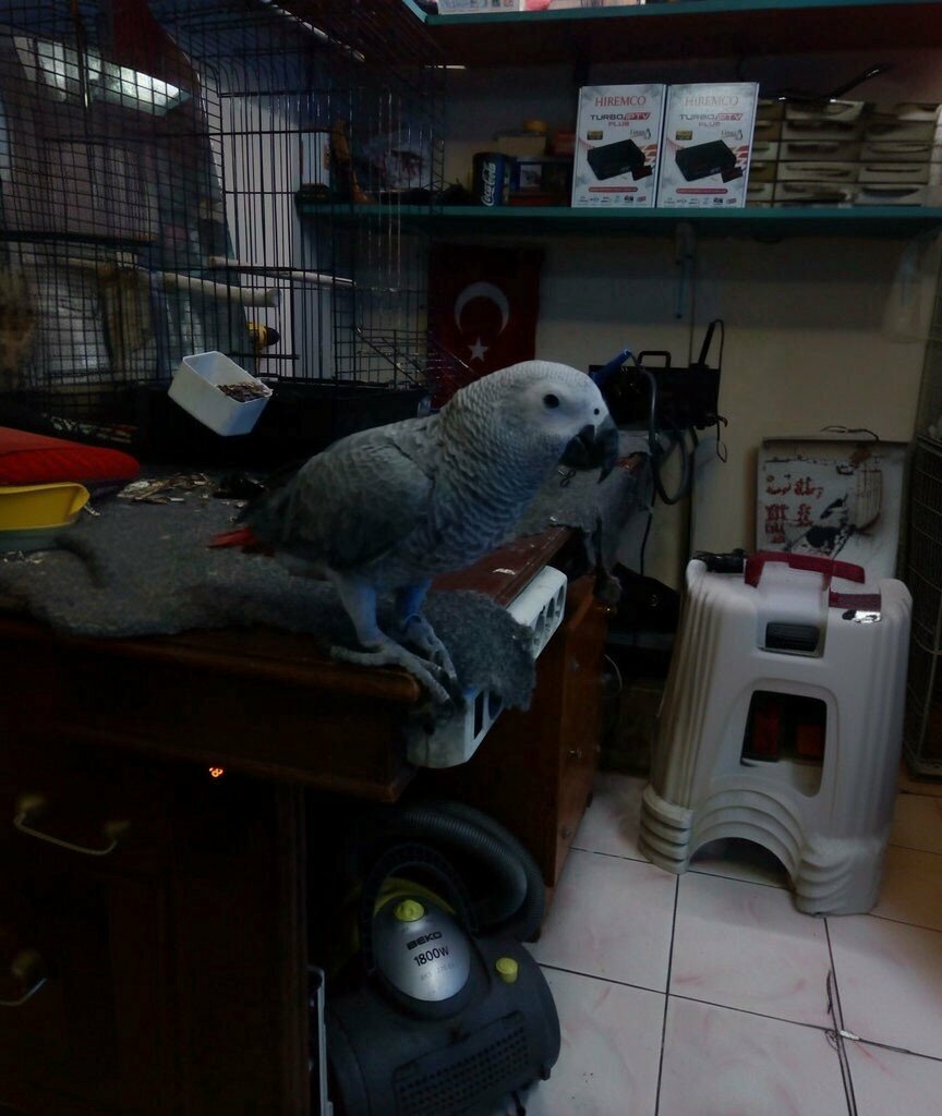 Satellite tv Volkan Elektronik, Izmir, photo