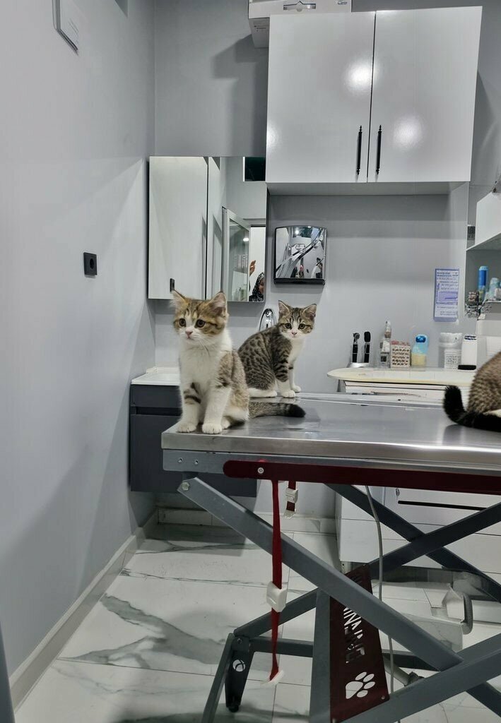 Veterinary clinic Kucukcekmece White Vet Veterinary Clinic, Istanbul, photo