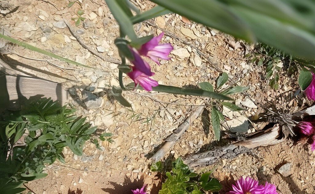 Landmark, attraction Priest's Garden, Camliyayla, photo