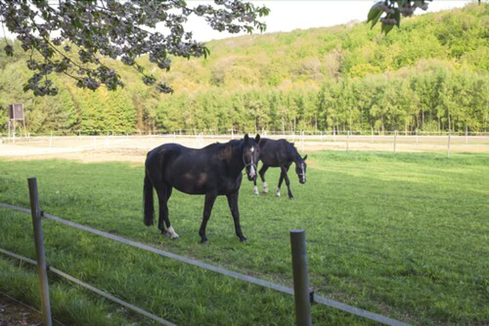 Фото Landidyll Hotel Gasthof zum Freden